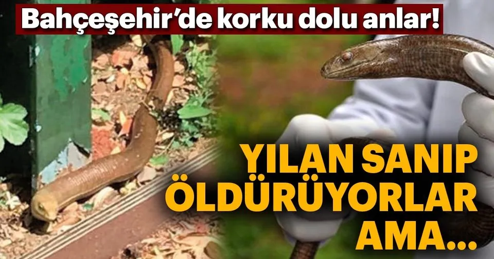 istanbul bahcesehir de panik yilan
