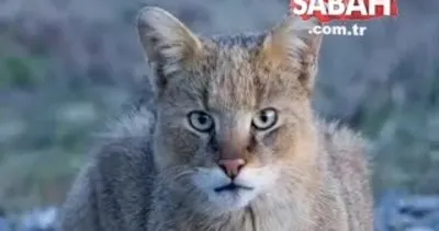 Nesli tükenmek üzere olan Saz Kedisi görüntülendi | Video