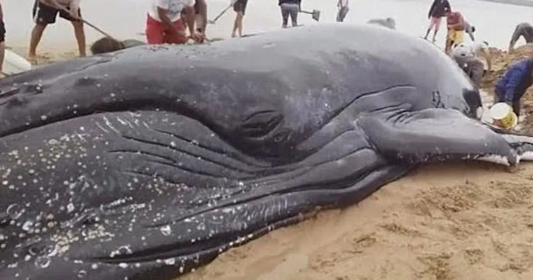 25 tonluk dev balina sahile vurdu!