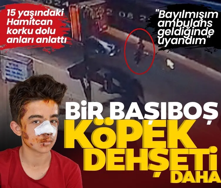 Antalya’da başıboş köpek dehşeti! 15 yaşındaki Hamitcan: Bayılmışım, ambulans geldiğinde uyandım