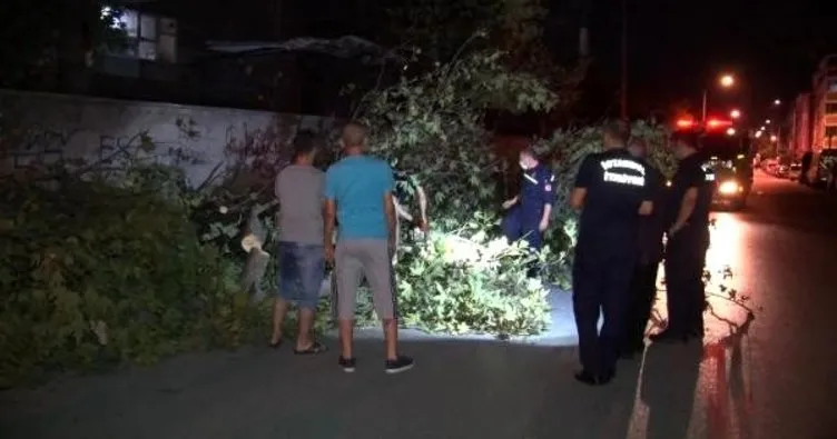 Sultangazi’de park halindeki aracın üstüne ağaç devrildi