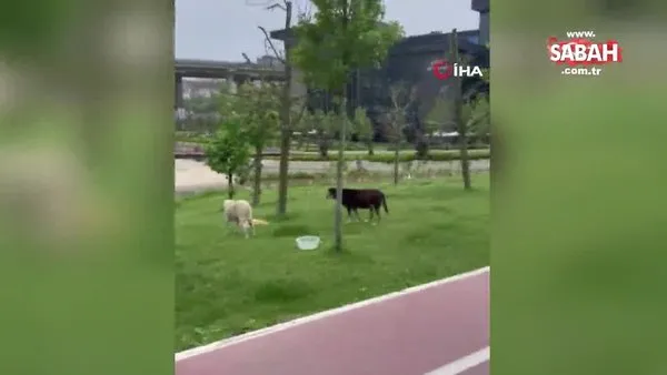 Kağıthane'de yarışmaya hazırlanan sporcuyu başıboş köpek ısırdı! | Video