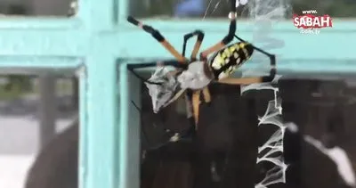 Acemi belgeselciden müthiş örümcek videosu! Dişi örümcekle çiftleşmeye çalışan erkek örümceğin ibretlik sonu kamerada...