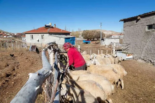 Büyükkılıç’ın projesi ile koyun sayısı arttı, meralar şenlendi
