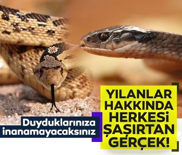 Yılanlar hakkında herkesi şaşırtan 15 gerçek! Duyduklarınıza inanamayacaksınız...