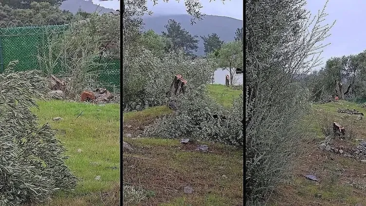 SON DAKİKA | CHP’den önce katliam sonra miting! 100 yıllık zeytin ağaçlarını kestiler