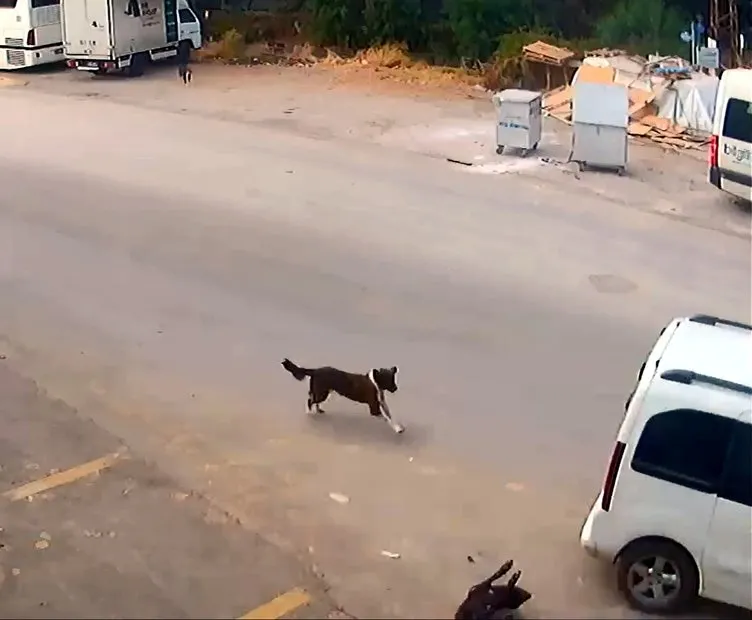 Antalya’da insanlık dışı olay: Bilerek köpeği ezip kaçtı