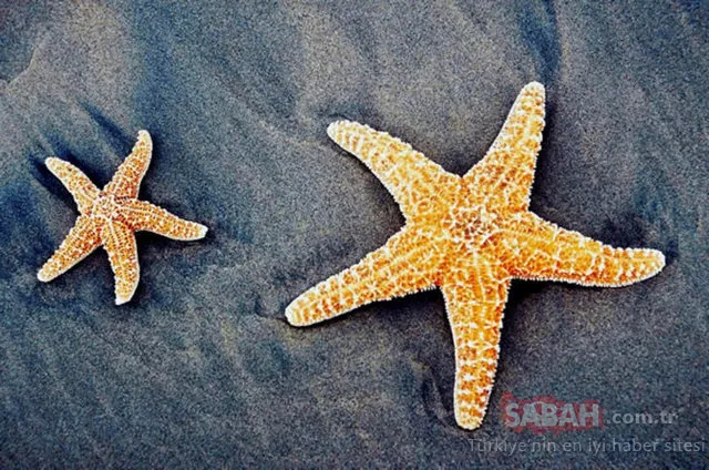 Tarihteki ilginç ve garip olaylar