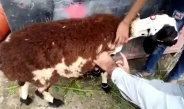 Pakistan’da üzerine koyun yünü yapıştırılan keçiyi kurbanlık koyun diye sattılar