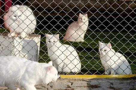 Van kedilerinin popülasyonu arttırılacak