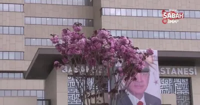 Başakşehir Şehir Hastanesi’nin sakuraları çiçek açtı | Video