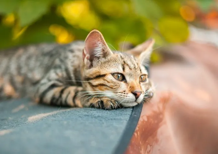 İngilizce Kedi İsimleri - Duyulmamış, Farklı, Değişik, Egzotik, Anlamlı, Yabancı ve İngilizce Dişi ve Erkek Kedi İsimleri