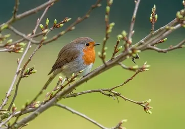 Doğa sessizleşiyor mu? Göçmen kuşlardan korkutan işaretler