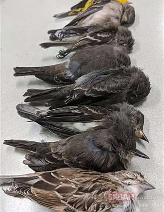 Şoke eden olay! Ölü kuşlar gökten yağıyor...Yüz binleri buldu