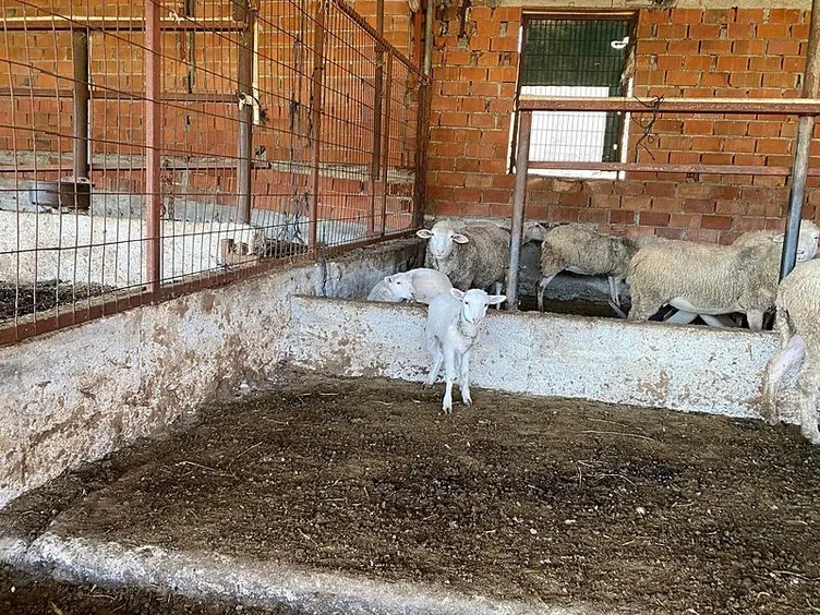 Kuzu 5 ayaklı doğdu: Görenler gözlerine inanamadı!