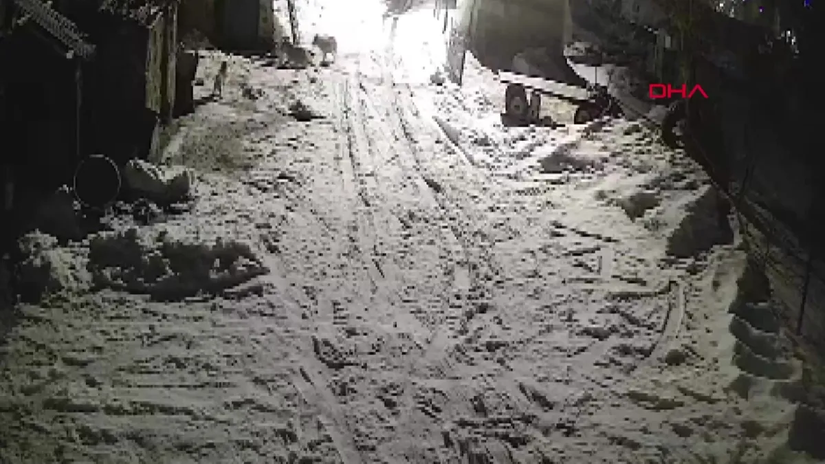 Kars’ta köye inen kurtlar köpeği alıp götürdü | Video videosunu izle Kars’ta köye inen kurtlar köpeği alıp götürdü | Video videosunu izle