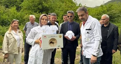 Çaycuma'da kestane 'Gal Arısı'na karşı biyolojik mücadele #zonguldak