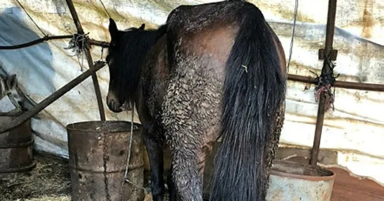İBB’deki at skandalında yeni gelişme! Kayıp atlara kayıt dışı ilaç