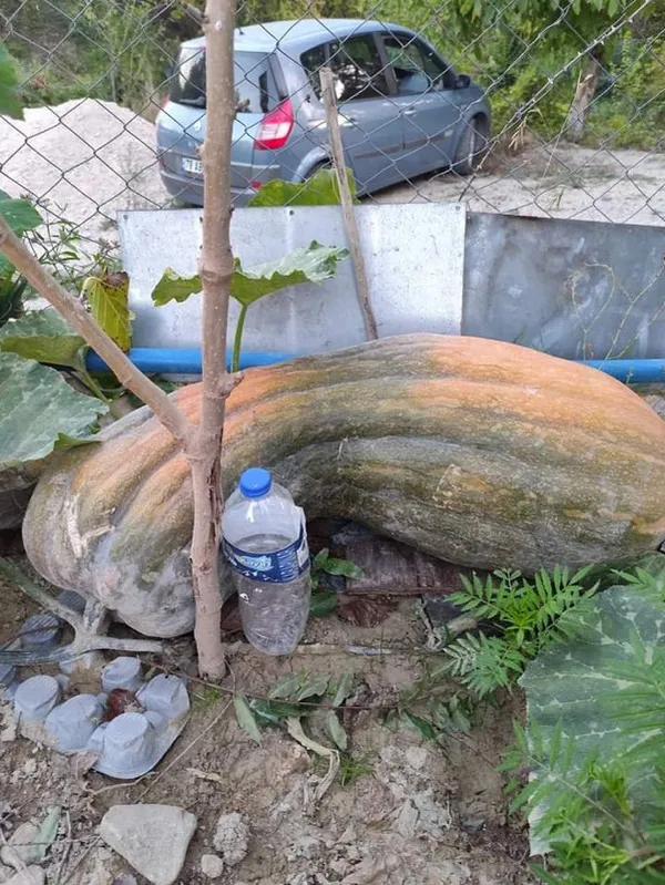 40-kilogramlik-110-santimetrelik-kabak-gorenleri-sasirtti-1729753770834.jpg