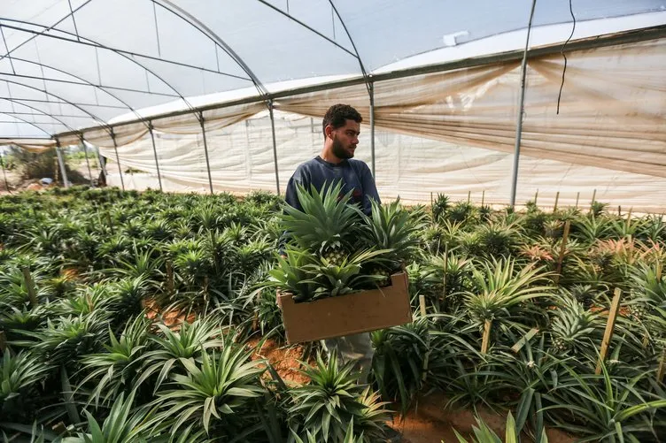 Gazze’de ilk kez ananas üretildi