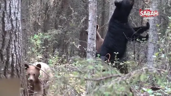 Ormanda dişi ayı ve yavrularını görüntülemeye çalışan acemi belgeselci, ayı saldırısına uğradı!