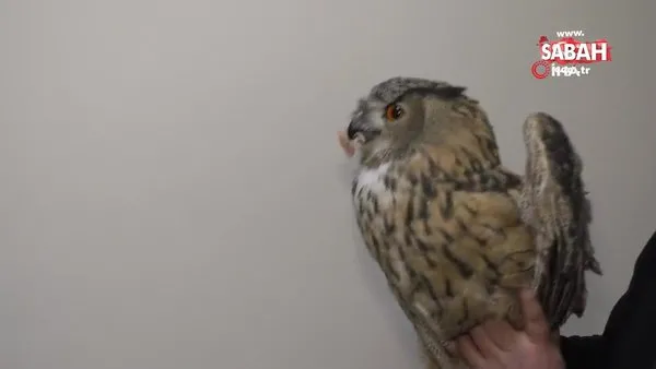 Soğuktan etkilenen Puhu kuşu tedavi altına alındı | Video