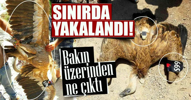 Suriye sınırında casus kuş