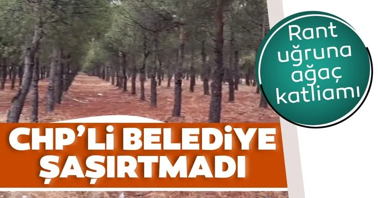 CHP’li Burhaniye Belediyesi’nden ağaç katliamı