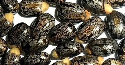 Siyanürden 6000 kat daha zehirli! Dünyanın en ölümcül bitkisi: Sadece 4 minik tohum bir kişiyi öldürebilir...