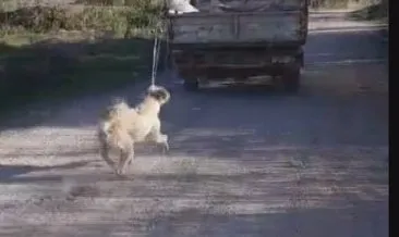 Amasya’da köpeğe eziyet eden şahıs yakalandı #amasya