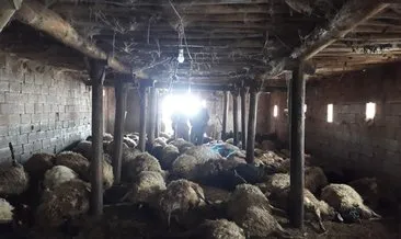 Hakkari’de kurtlar 110 koyunu telef etti