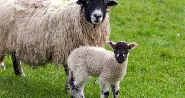 ruyada kuzu gormek ne anlama gelir ruyada kuzu gormek hakkinda ruya tabiri son dakika haberler
