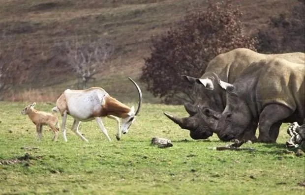 Yavrusunu korumak için kafa tuttu!