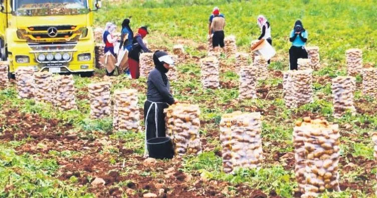 Patates toprak altında kaldı