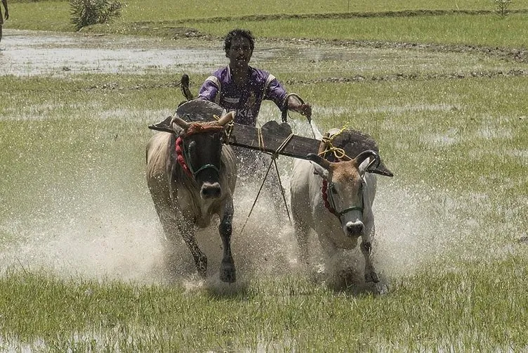 Hindistan’da büyükbaş hayvan yarışları!