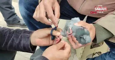 Ordu’da ayaklarına ip dolanan güvercinin kurtarılma anı kamerada