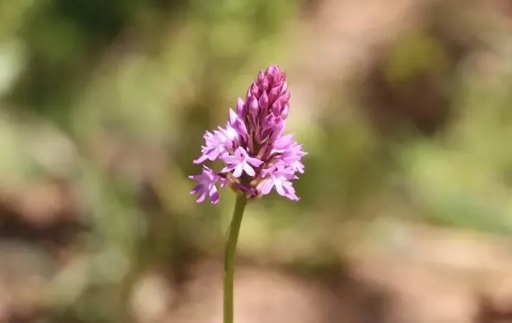 Karadeniz'de topraktan adeta altın fışkırıyor! Kilo fiyatı 1500 TL