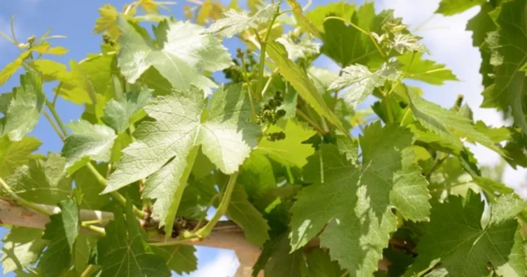 Asma Yaprağının Faydaları Nelerdir?