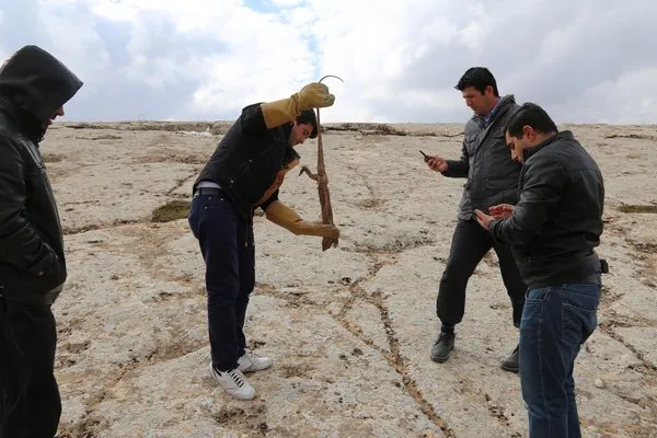 Şanlıurfa'da çöl varanı ölü bulundu