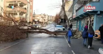 Şanlıurfa’da faciadan dönüldü! Devrilen dev ağaç yolu kapattı | Video