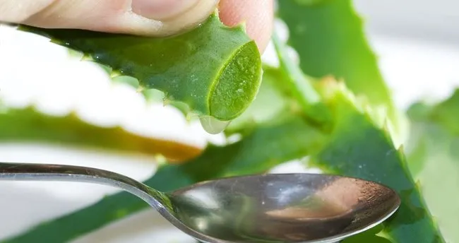 Aloe Vera Faydalari Ile Konusuluyor Aloe Vera Bitkisi Nasil Kullanilir Aloe Vera Jeli Ve Cicegi Cilde Nasil Uygulanir Saglik Haberleri