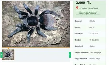 İnternette yasa dışı tarantula satışı: Cezası 60 bin TL! #istanbul