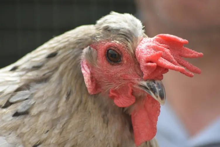 Türkiye’de örneği yok: Hem tavuk hem horoz!