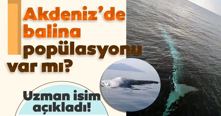 Son dakika: Akdeniz Bölgesi’nde balina popülasyonu mu var? Uzmanı açıkladı!