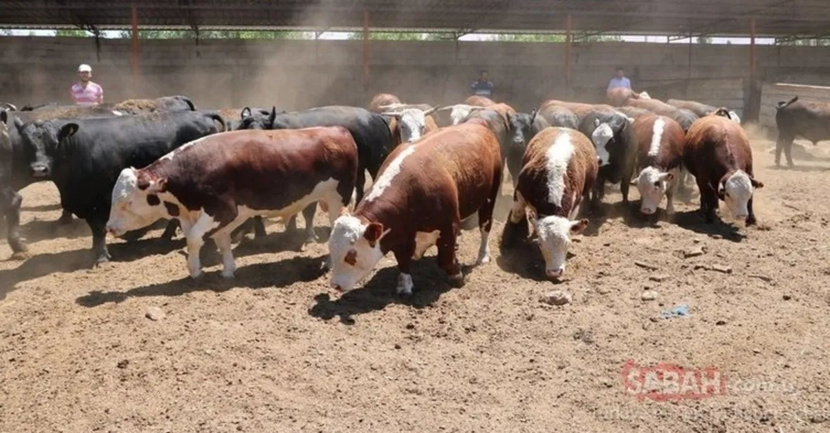 kurban fiyatlari ne kadar kac tl 2020 kucukbas ve buyukbas kurbanlik fiyatlari ne kadar oldu son dakika haberler