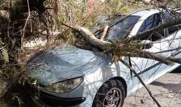 Son dakika: İzmir’de fırtına kabusu geri döndü! Ağaçlar devrildi vapur seferleri iptal edildi!