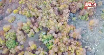 Yozgat ormanlarında renk cümbüşü havadan görüntülendi