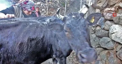 Gümüşhane’de sıcak su ve sabunla bebek gibi yıkanan ineklerin banyo keyfi kamerada | Video