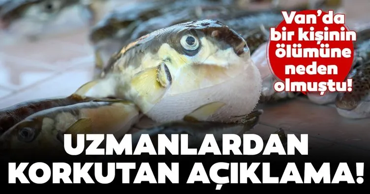 Son dakika: Uzmanlardan korkutan balon balığı açıklaması! Küresel ısınma nedeniyle her yerde görmemiz mümkün