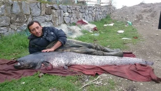 İznik Gölü’nde 87 kilogramlık yayın yakalandı